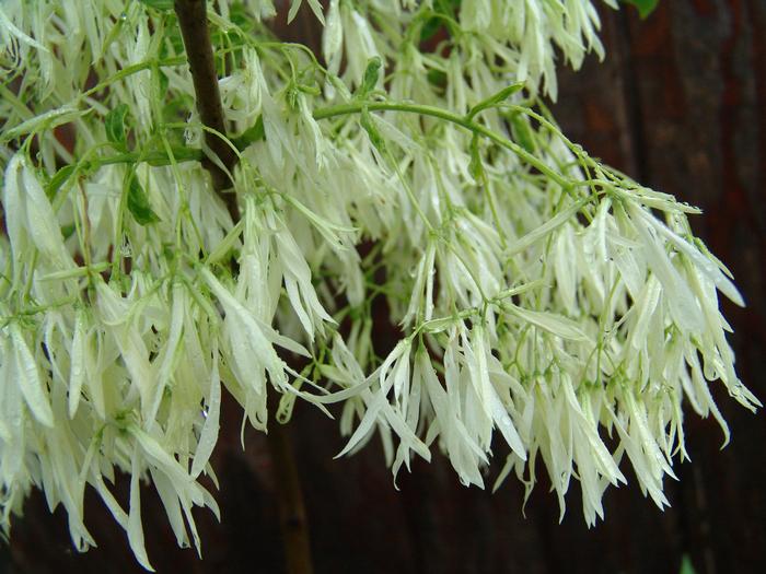 fringe tree - Chionanthus virginicus from Native Plant Trust