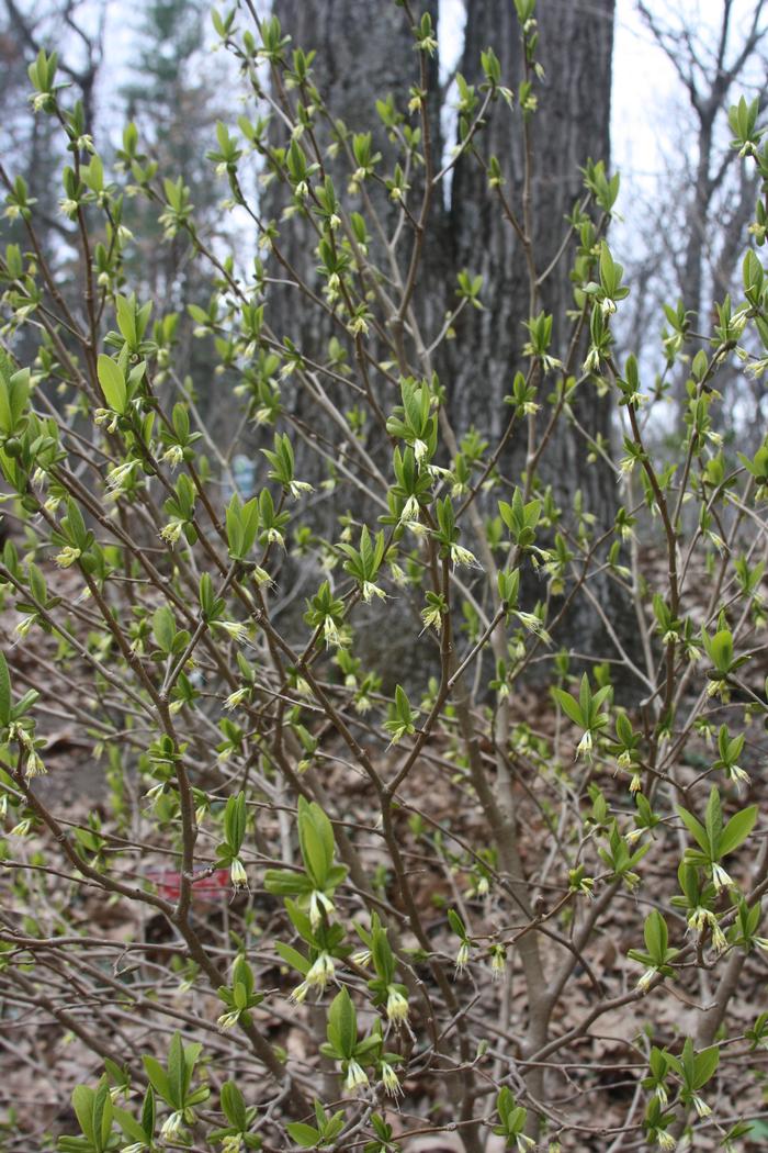 leatherwood - Dirca palustris from Native Plant Trust