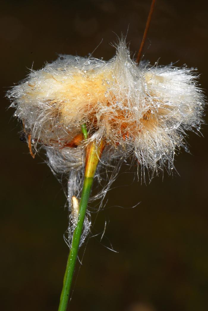 cotton grass - Eriophorum virginicum from Native Plant Trust