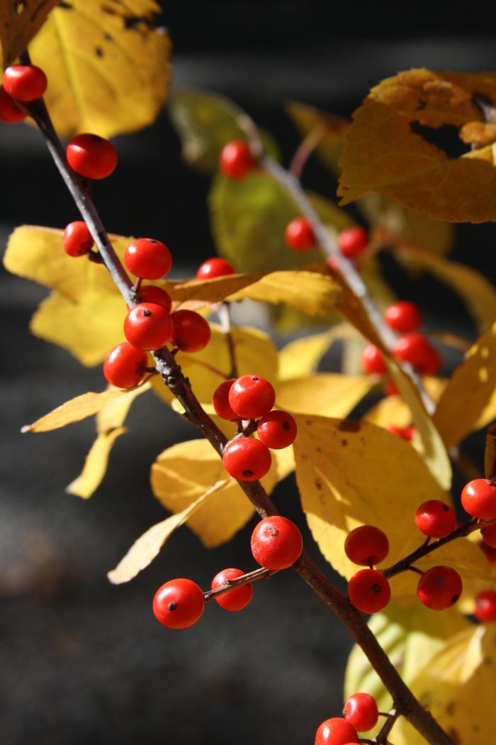 common winterberry - Ilex verticillata from Native Plant Trust