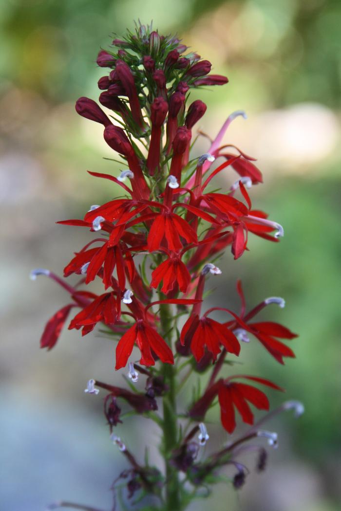 cardinal flower - Lobelia cardinalis from Native Plant Trust