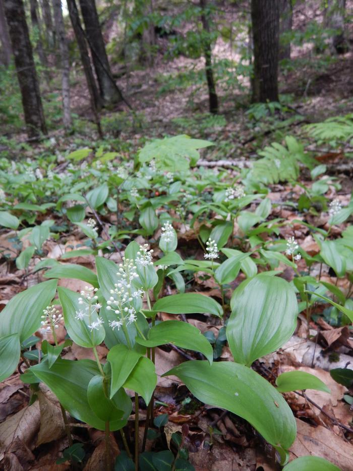 Canada mayflower, wild lily of the valley - Maianthemum canadense from Native Plant Trust