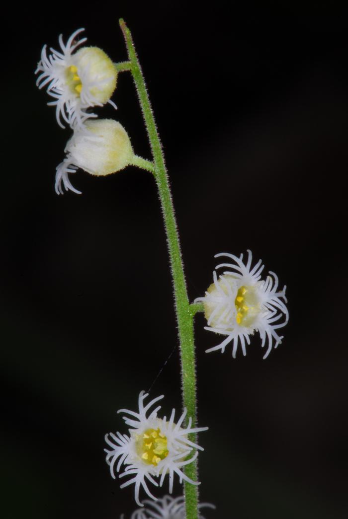 bishop's cap - Mitella diphylla from Native Plant Trust