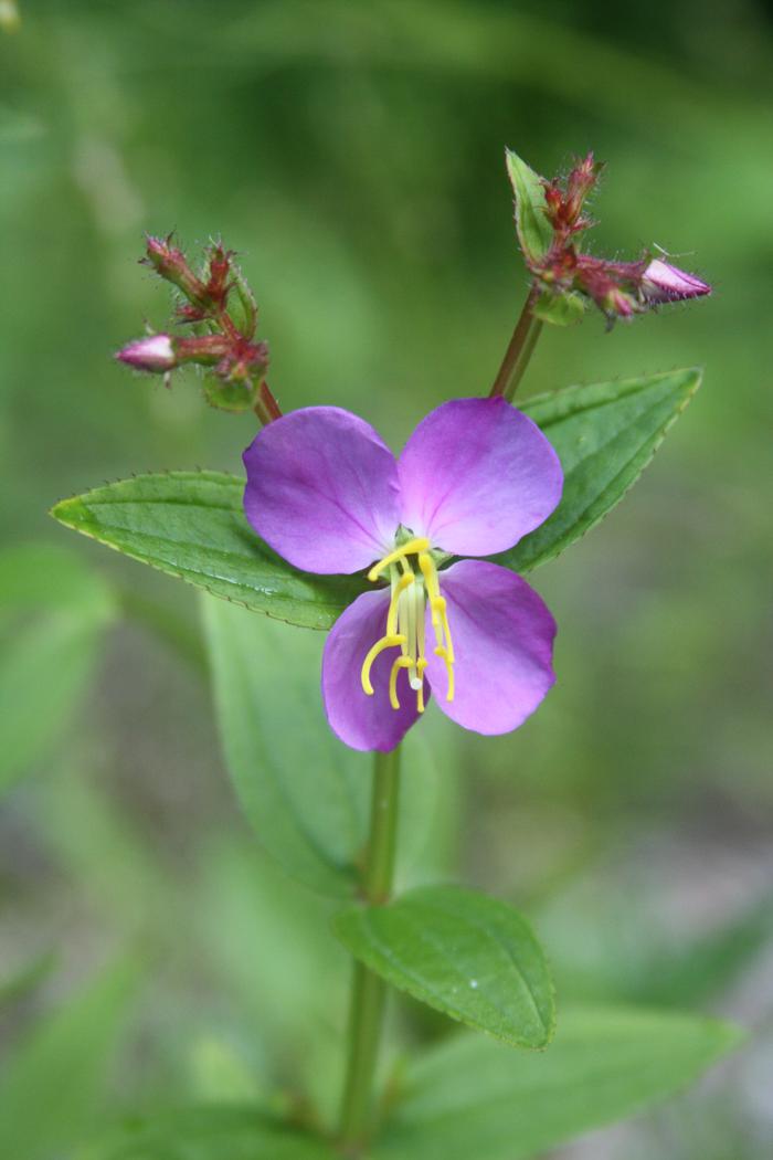 Virginia meadow beauty - Rhexia virginica from Native Plant Trust