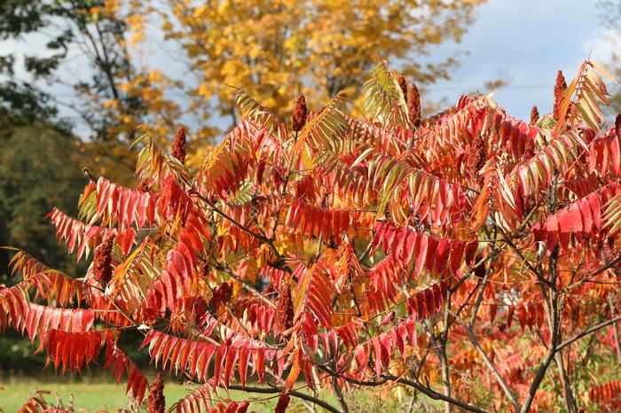 staghorn sumac - Rhus typhina from Native Plant Trust