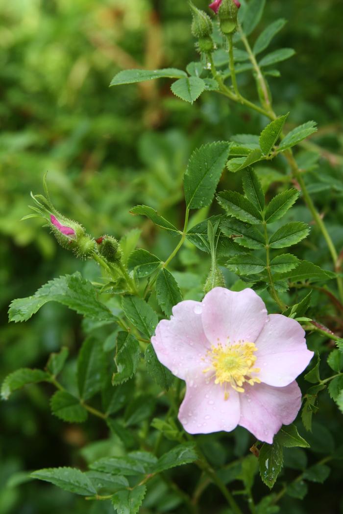Virginia rose - Rosa virginiana from Native Plant Trust