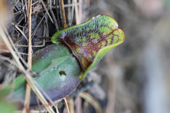 purple pitcher plant - Sarracenia purpurea from Native Plant Trust