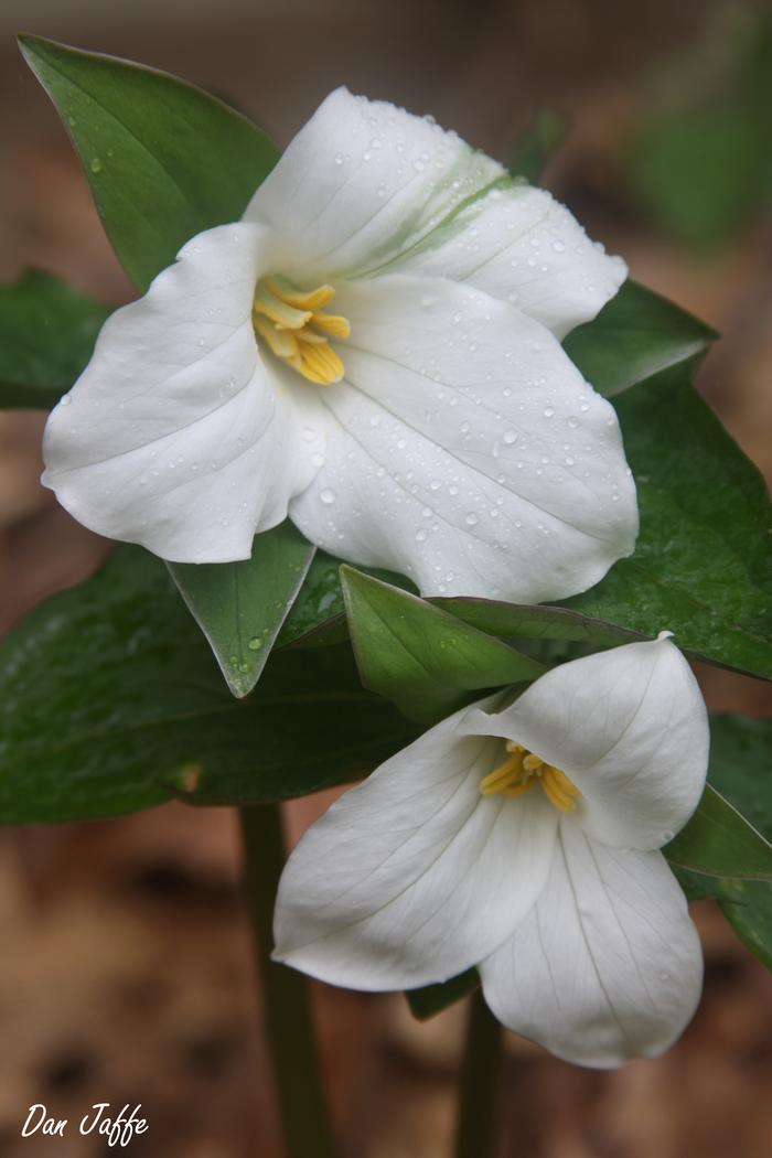 great white trillium - Trillium grandiflorum from Native Plant Trust