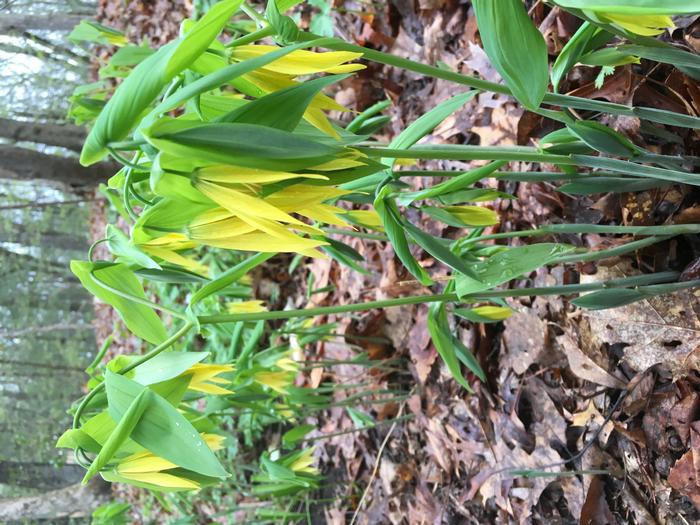 large merrybells - Uvularia grandiflora from Native Plant Trust