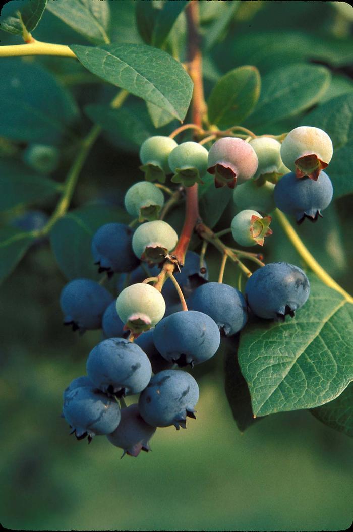 highbush blueberry - Vaccinium corymbosum from Native Plant Trust