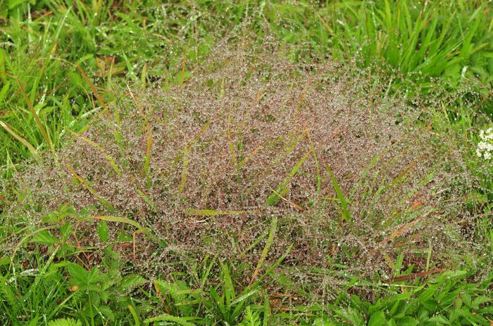 purple lovegrass - Eragrostis spectabilis from Native Plant Trust
