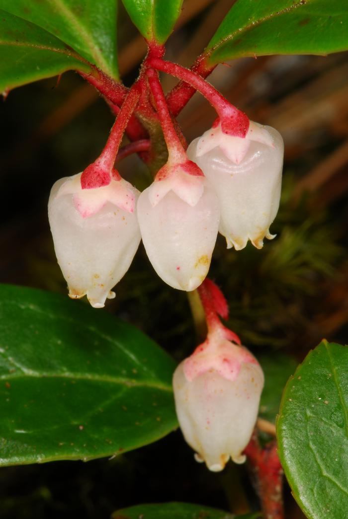 wintergreen - Gaultheria procumbens from Native Plant Trust
