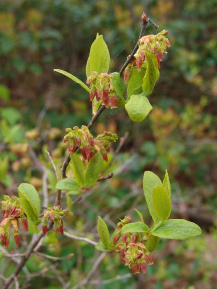 black huckleberry - Gaylussacia baccata from Native Plant Trust