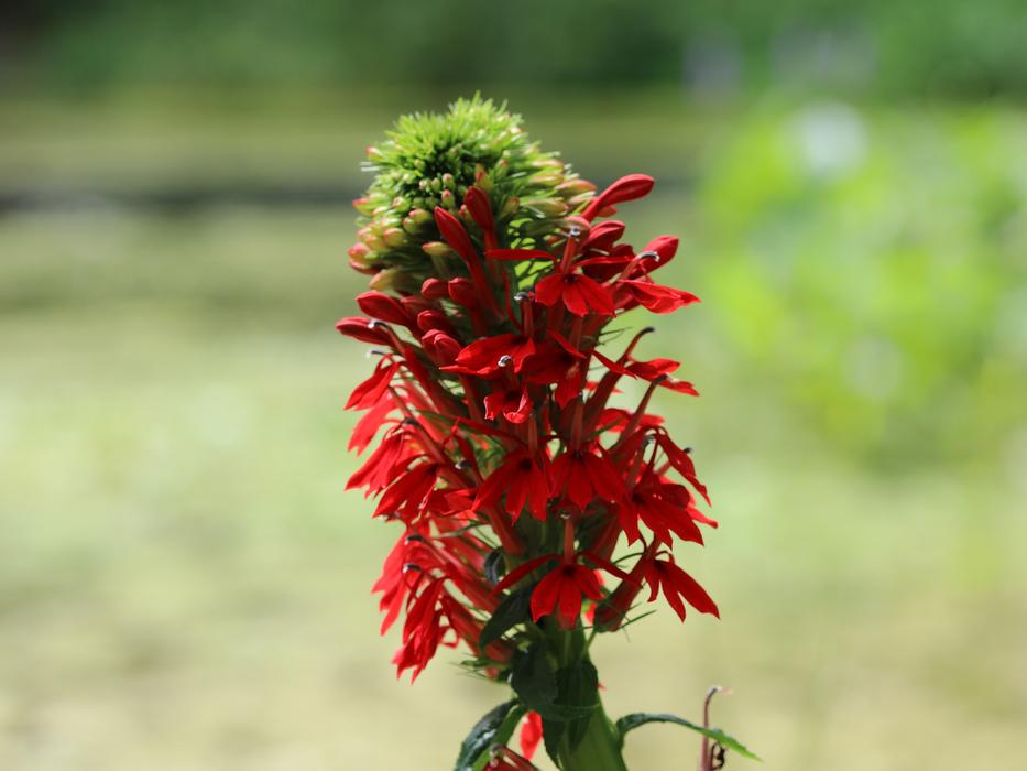 cardinal flower - Lobelia cardinalis from Native Plant Trust
