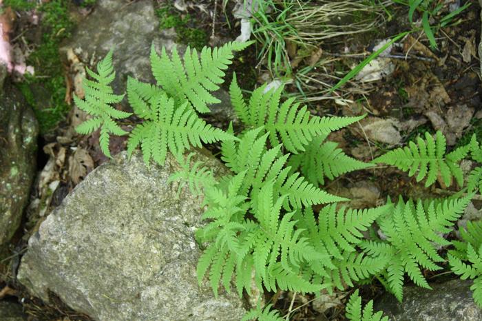 long beech fern - Phegopteris connectilis from Native Plant Trust