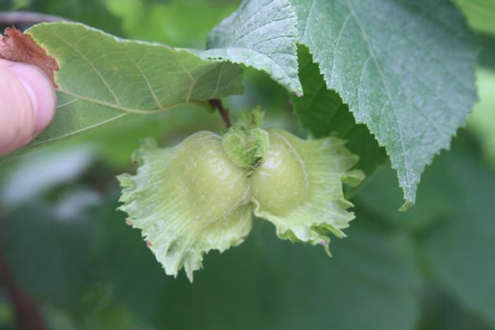 American hazelnut - Corylus americana from Native Plant Trust